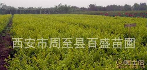 【營養缽金葉女貞,大田金葉女貞,陜西金葉女貞種苗工程綠化苗木】西安市周至縣百盛苗圃 - 產品庫
