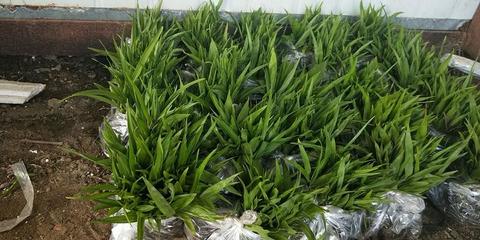 [白芨種苗批發]陜西商洛山陽縣白芨種苗 0.90元/棵純紫花白芨 _ 一畝田