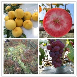 貴州貴陽(yáng)哪里基地才賣(mài)早熟葡萄苗