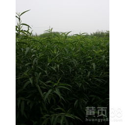 【批發(fā)桃樹(shù)苗哪里有蜜桃桃樹(shù)苗】- 