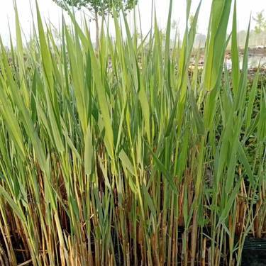 陜西正宗蘆葦出售