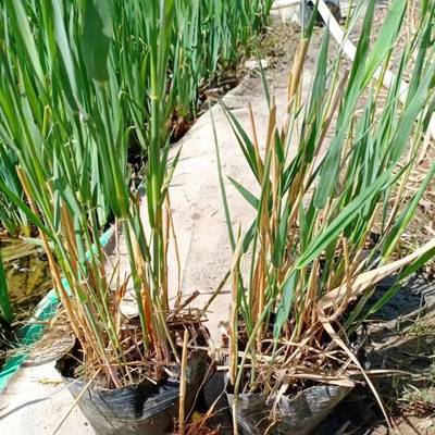 陜西盆栽蘆葦苗廠家批發(fā) 榆林市盆栽蘆葦種苗種植基地