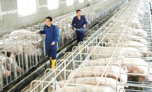 2021年的養殖風險很大,能學會這幾個規避方法,才是重點工作