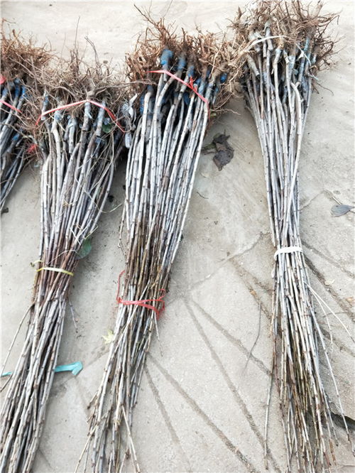 【承德市15公分櫻桃樹哪家買美早矮化櫻桃苗】-