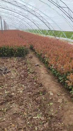 陜西咸陽楊陵區黃楊苗、黃刺梅種苗、金森女貞杯苗、石楠苗、海桐苗張澤民種植基地_地址_產地貨源