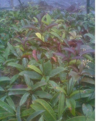 陜西苗木基地-供應陜西桂花樹苗|桂花樹苗價格|出售桂花樹苗 -陜西厚樸苗價格|陜西櫻桃苗價格|陜西獼猴桃苗 產品展示(陜西苗木基地、陜西種苗供應商、陜西苗木批發(fā))-金泉網