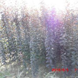供應用于綠化的陜西紅葉李樹苗批發(fā)商,紅葉李種苗基地