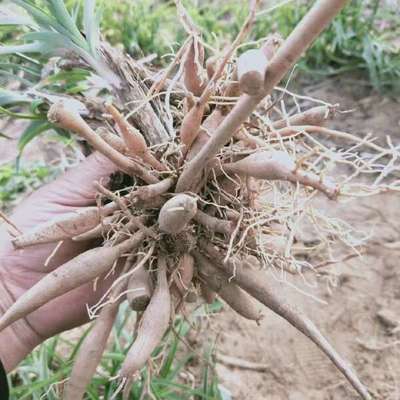 陜西大荔沙苑黃花菜種苗 產地直銷