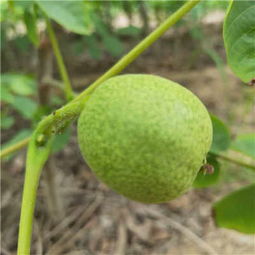 薄殼核桃苗批發(fā)價格 延川核桃樹苗