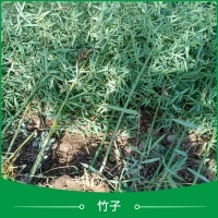 盆栽果樹苗產品圖片|圖片大全|圖片庫