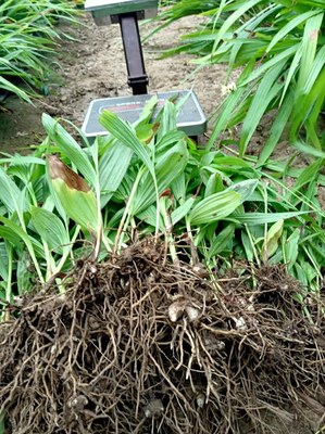 [白芨種苗批發(fā)]陜西商洛山陽縣白芨種苗 0.06元/棵純紫花白芨 _ 一畝田