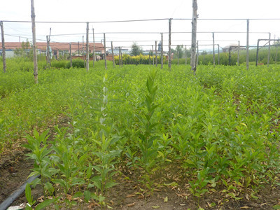 沭陽苗木基地淺析冬青衛(wèi)矛的三大主要市場價(jià)值_農(nóng)作物種子、種苗_農(nóng)業(yè) - 嘻嘻哈哈分類信息