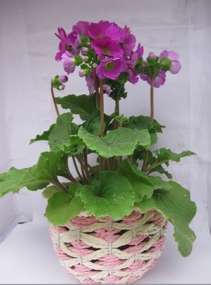 四季櫻草花卉批發