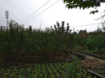 四川蜂糖李子樹苗