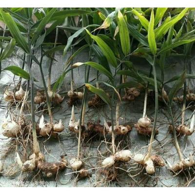 陜西黃精種苗批發價格