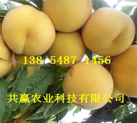 喜訊 河北唐山哪里有油蟠桃樹苗畝產(chǎn)多少斤