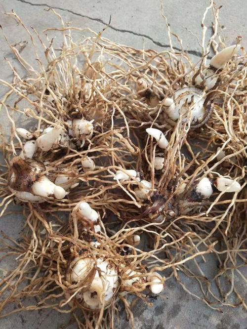 【批發(fā)白芨種苗怎么賣】- 