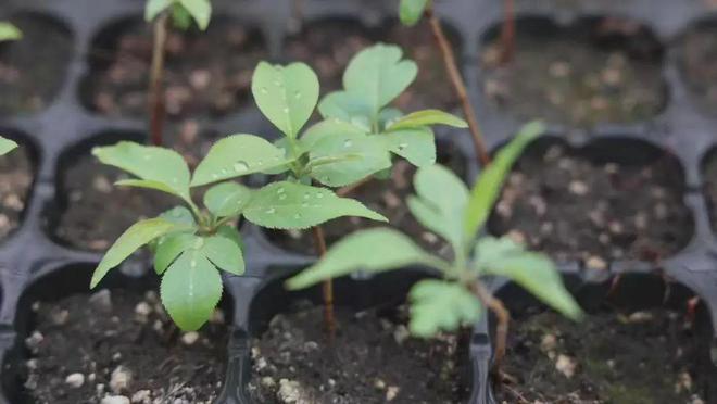 【人勤春來早 奮進(jìn)正當(dāng)時】春暖黃陵 科技助力種苗培育開啟新篇