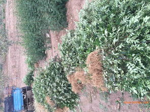 深圳花椒樹批發 花椒苗供應商 韓城花椒苗,深圳花椒樹批發 花椒苗供應商 韓城花椒苗生產廠家,深圳花椒樹批發 花椒苗供應商 韓城花椒苗價格