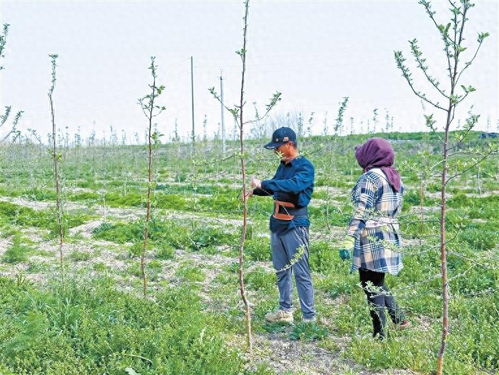 陜西蘋果種苗何以 安家 烏茲別克斯坦
