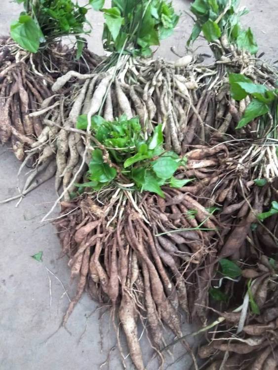 【攀枝花農之福百部種苗品質優良】- 