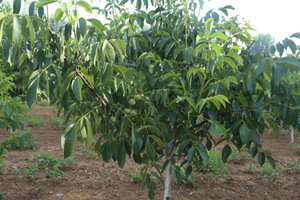 【陜西核桃苗】陜西核桃苗價格/圖片_陜西核桃苗批發(fā)/采購_陜西核桃苗廠家/供應商