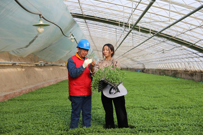 國網(wǎng)陜西電力:以優(yōu)質服務撐起鄉(xiāng)村