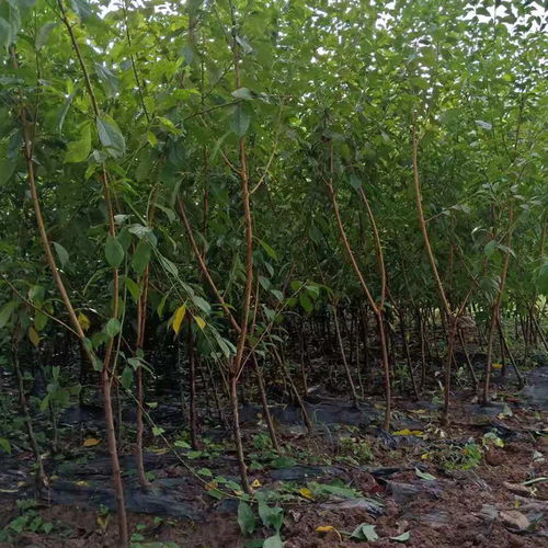【哪里有優(yōu)質李子樹苗,李子苗如何種植管理】- 