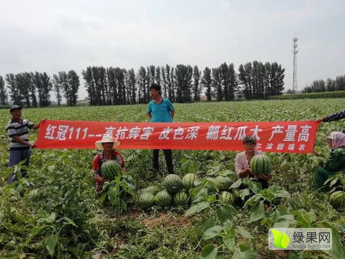 2020西瓜種子價格行情走勢 中國西瓜種子網(wǎng)