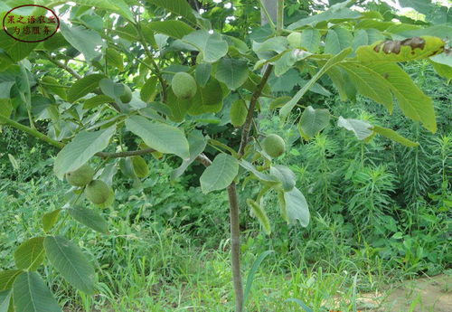 【岱豐核桃樹苗岱豐核桃樹苗批發(fā)商】- 