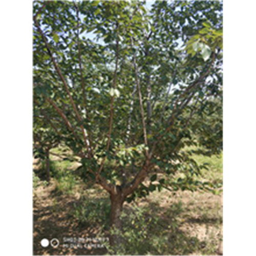 【陜西專業承接櫻花樹種苗價格】- 