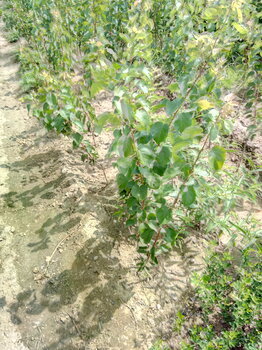 陜西山東杏樹(shù)種苗成苗量大質(zhì)優(yōu)