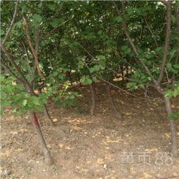 【杏樹(shù)苗果實(shí)著色陜西凱特杏苗】-