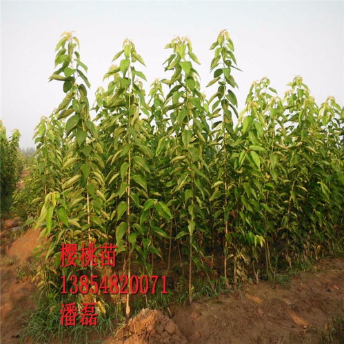 【黑珍珠櫻桃苗、黑珍珠櫻桃樹(shù)苗新品種、黑珍珠櫻桃樹(shù)樹(shù)苗價(jià)格多少】- 