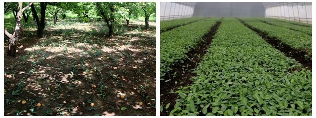 科技報(bào)國(guó) 奉獻(xiàn)西部 | 把科技成果寫(xiě)在希望的田野上