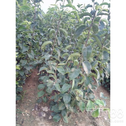 【陜西2公分翠冠梨樹苗價格、2公分翠冠梨樹苗批發(fā)基地現(xiàn)挖現(xiàn)賣】- 