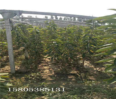 新聞 山東萊蕪矮化櫻桃樹苗哪的好