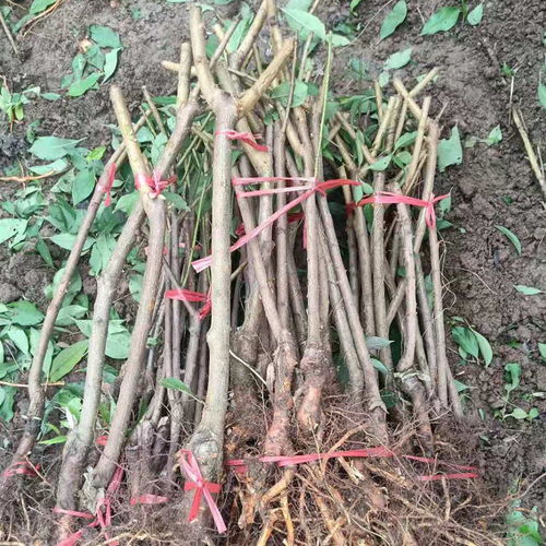 【陜西商洛青脆李子苗價錢,陜西商洛青脆李子苗生產(chǎn)基地】-