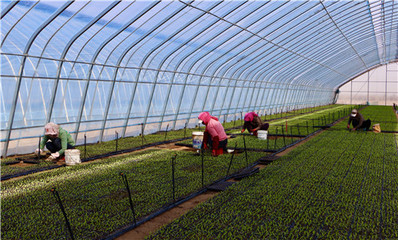 陜西定邊:&ldquo;苗好七分收&rdquo; 育苗正當(dāng)時(shí)