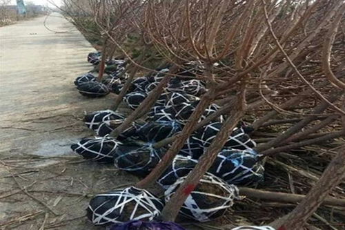 陜西豐園紅杏樹苗批發(fā)價(jià)格,凱特杏樹苗多少錢