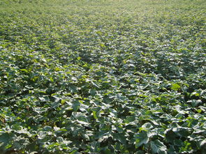 隋延軍出售黑加侖樹苗 黑醋栗 品質(zhì)好 獲大家贊揚(yáng)