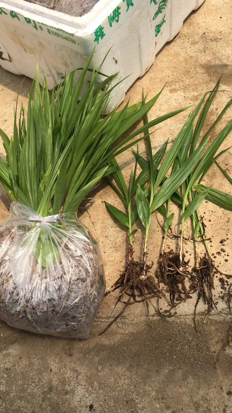 [白芨種苗批發(fā)]陜西漢中漢臺(tái)區(qū)白芨種苗 0.60元/棵白芨苗2年 _ 一畝田