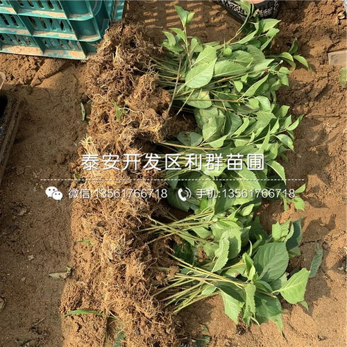 福星櫻桃樹苗 山東福星櫻桃樹苗 福星櫻桃樹苗價(jià)格