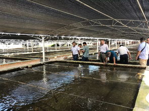 數(shù)十萬畝養(yǎng)蝦市場(chǎng)巨大 北方投資商南下尋找中國好蝦苗,誰能搶得先機(jī)