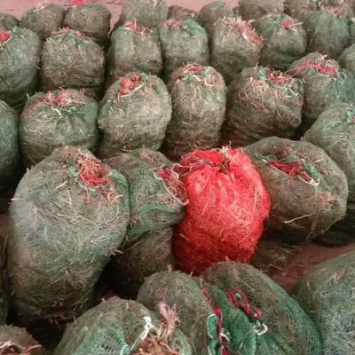 陜西銅川:宜君玉米和耀州黃芩獲得農業部農產品地理標志認證