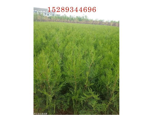 陜西柏樹批發 柏樹苗直銷 綠化帶柏樹小苗 陜西柏樹苗木基地