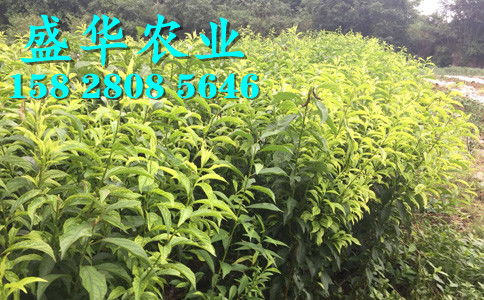 【廣西鳳凰李苗當地信賴賣家、早熟廣西五月脆李苗產地直銷供應?！?