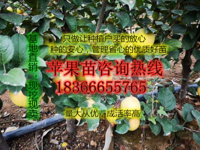 煙富0號蘋果苗苗木基地煙富0號蘋果樹苗苗木基地