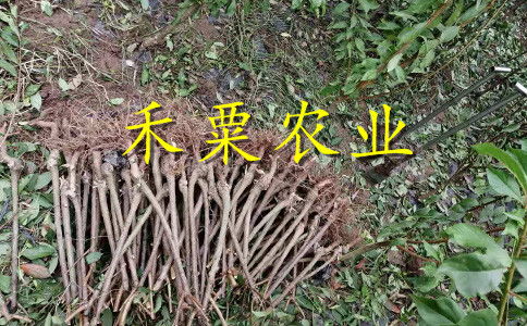 【2020漢中晚熟李子苗二年價格。陜西地區李子苗種苗研究基地。】- 