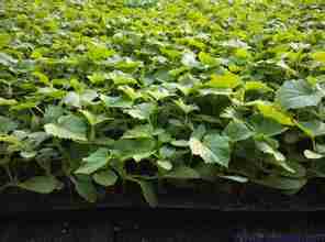 陜西辣椒苗、瑞豐種苗、辣椒苗廠家